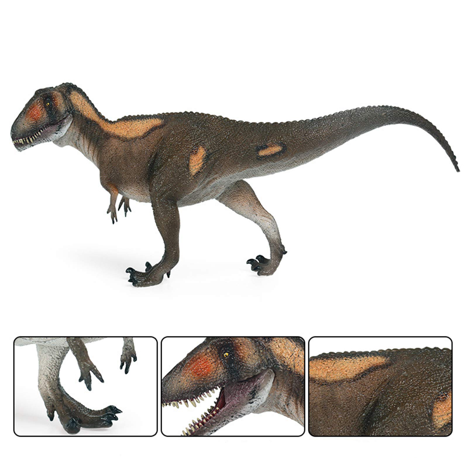 カルカロドントサウルス 牙 歯 歯根 肉食恐竜 獣脚類 1368 カルカロドントサウルス科の特徴と歯や化石について、ティラノサウルス